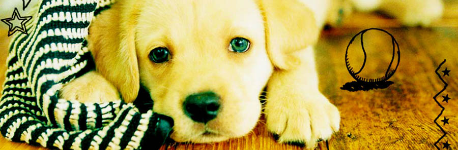 Critique - Nintendogs