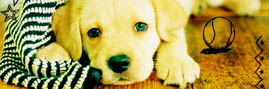 Critique - Nintendogs